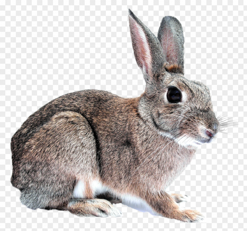Bunny Rabbit Domestic PNG