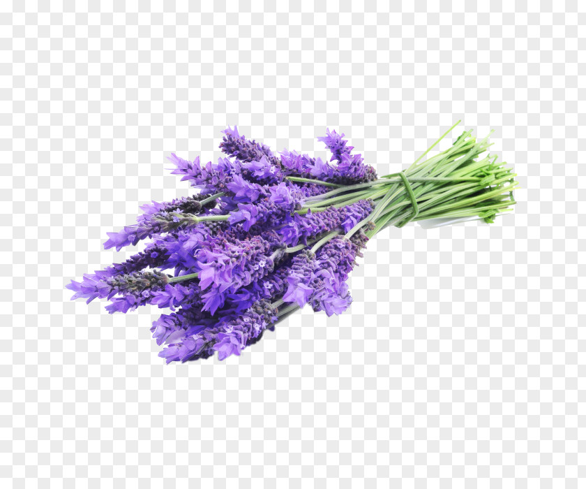 Lavender Label English Oil Essential Flower PNG