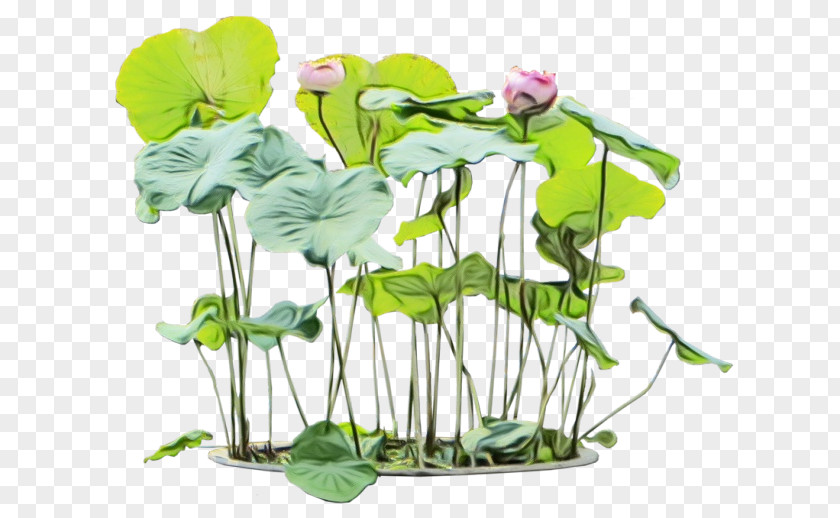 Morning Glory Centella Asiatica Flower Plant Aquatic Leaf Stem PNG