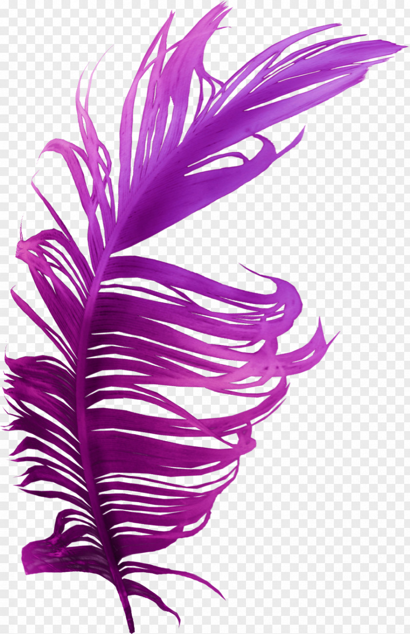 Pin Feather Bird Purple Violet Color PNG