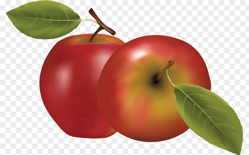 Apple Clip Art PNG