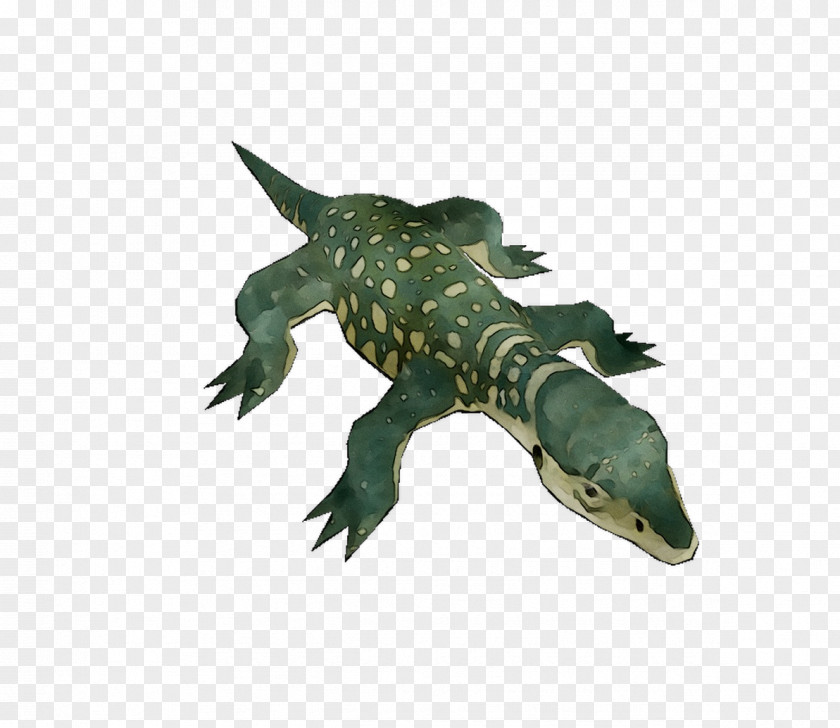 Crocodiles Fauna PNG
