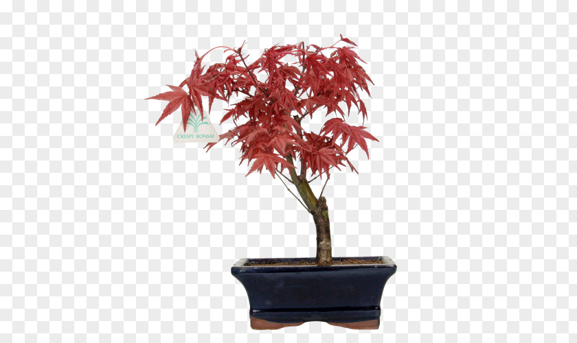 Flowering Plant Leaf Red Maple Tree PNG