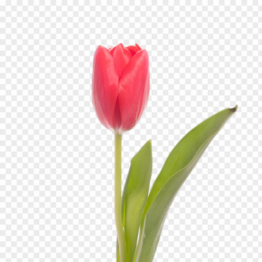 Lakshmi Skagit Valley Tulip Festival Flower Indira Gandhi Memorial Garden Centrepiece PNG