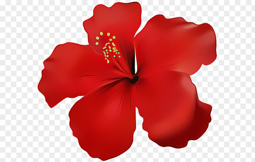 Mallow Family Chinese Hibiscus Petal Red Hawaiian Flower PNG