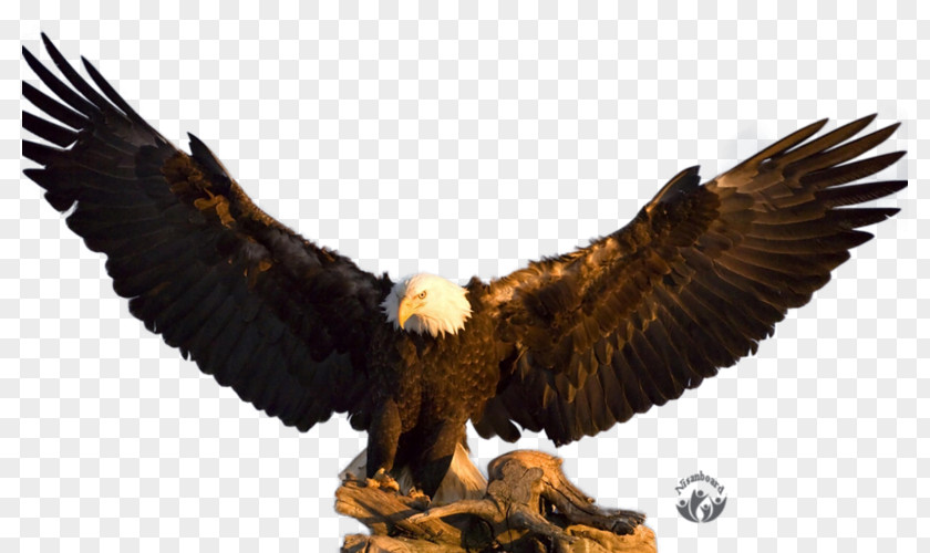 Philadelphia Eagles Bald Eagle Desktop Wallpaper Flight PNG
