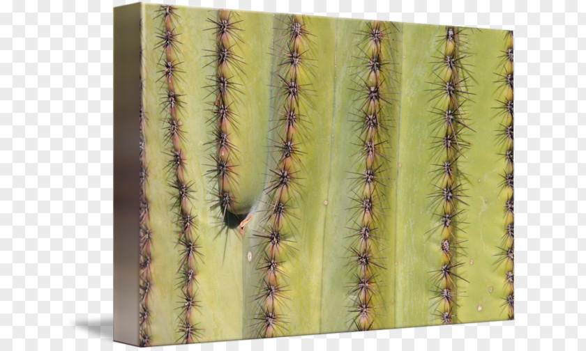 Cactus Painting Cactaceae Citroën M Saguaro PNG