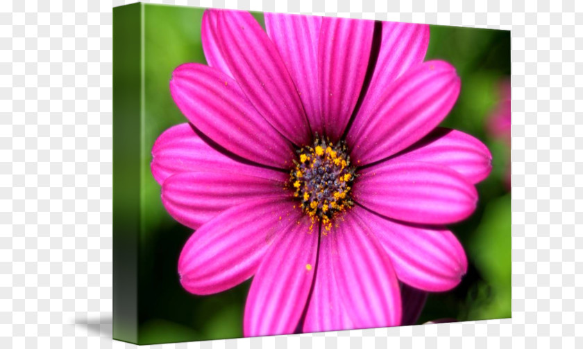 Chrysanthemum Garden Cosmos Close-up Wildflower PNG