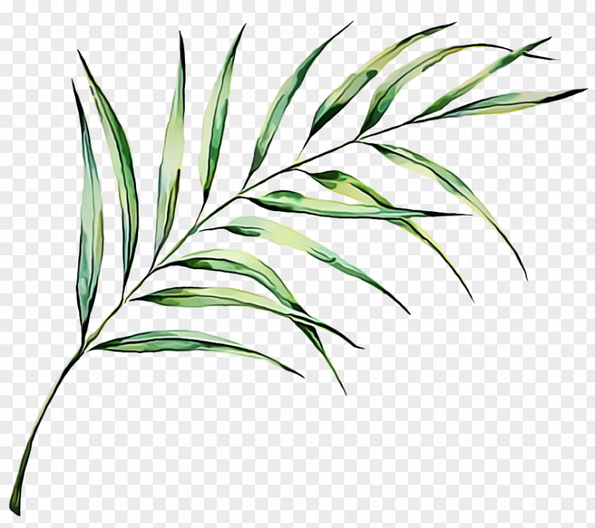 Plant Stem Flower Grass Leaf Family Terrestrial PNG