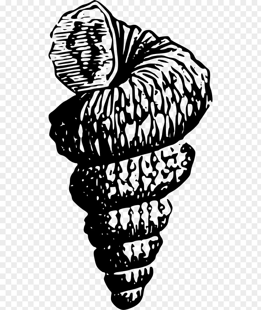 Seashell Bivalvia Drawing Clip Art PNG