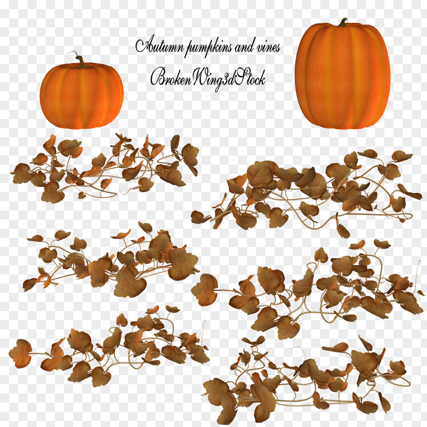 Thanksgiving Pumpkin Vine Clip Art PNG