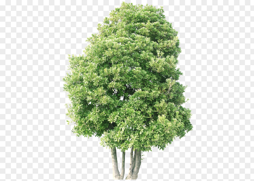 Tree Treelet Haaltert Cover Crop PNG