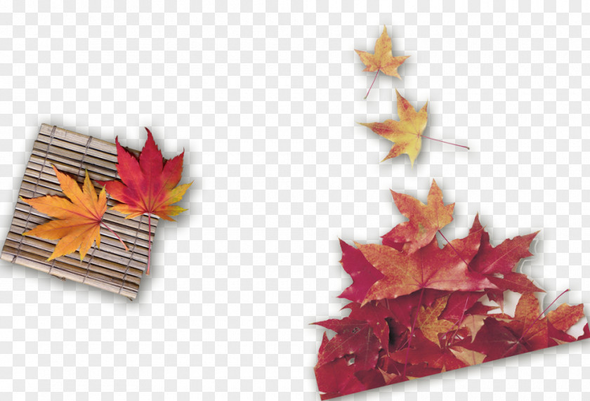 Autumn Maple Leaf Wallpaper PNG