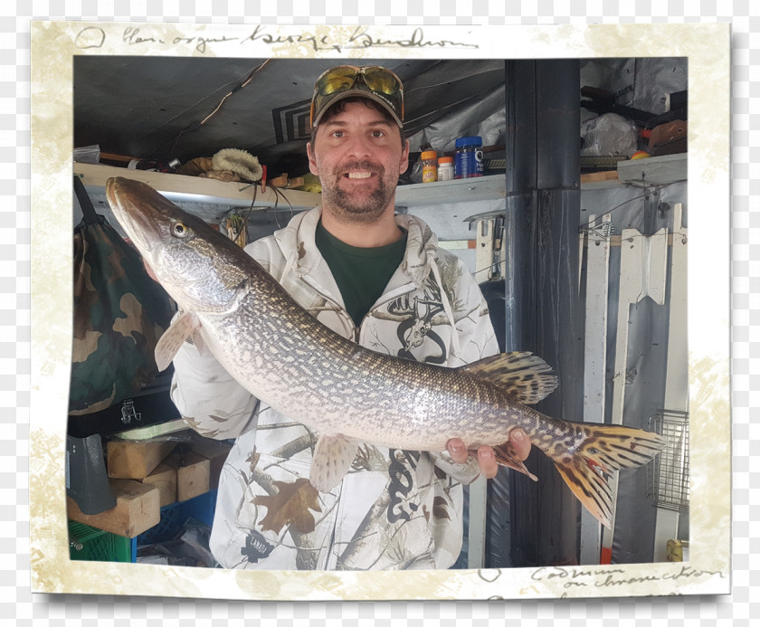 Lake Trout Northern Pike 09777 Cod Fishing PNG