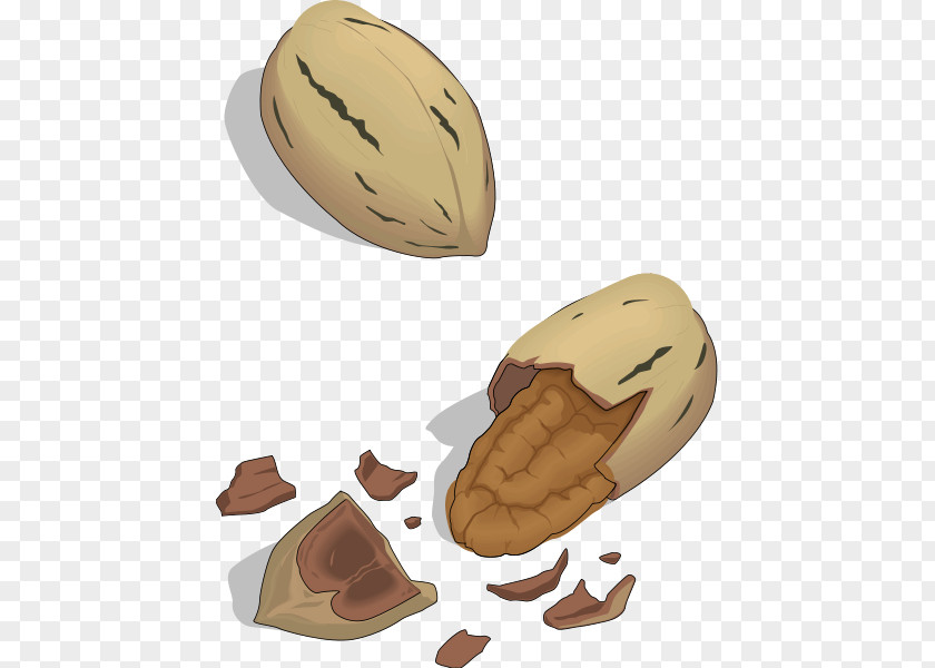 Nut Cliparts Pecan Cashew Clip Art PNG