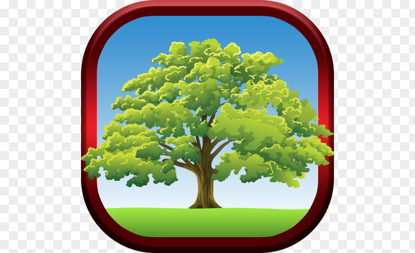 Tree Oak Drawing Biome Sky Limited PNG