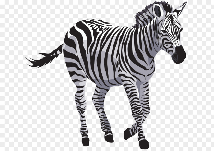 Zebra File PNG