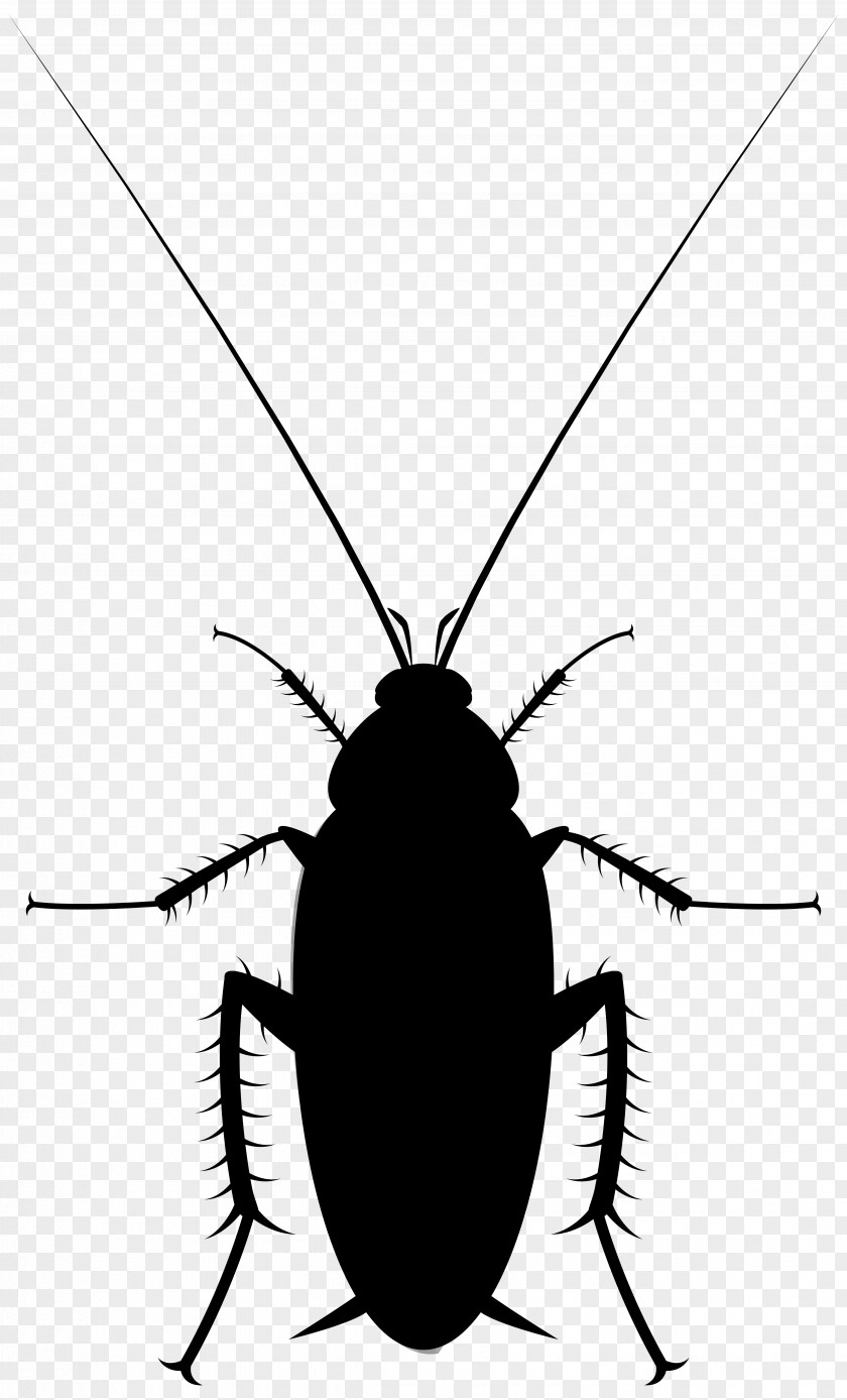 Cockroach Dee Image Cartoon PNG
