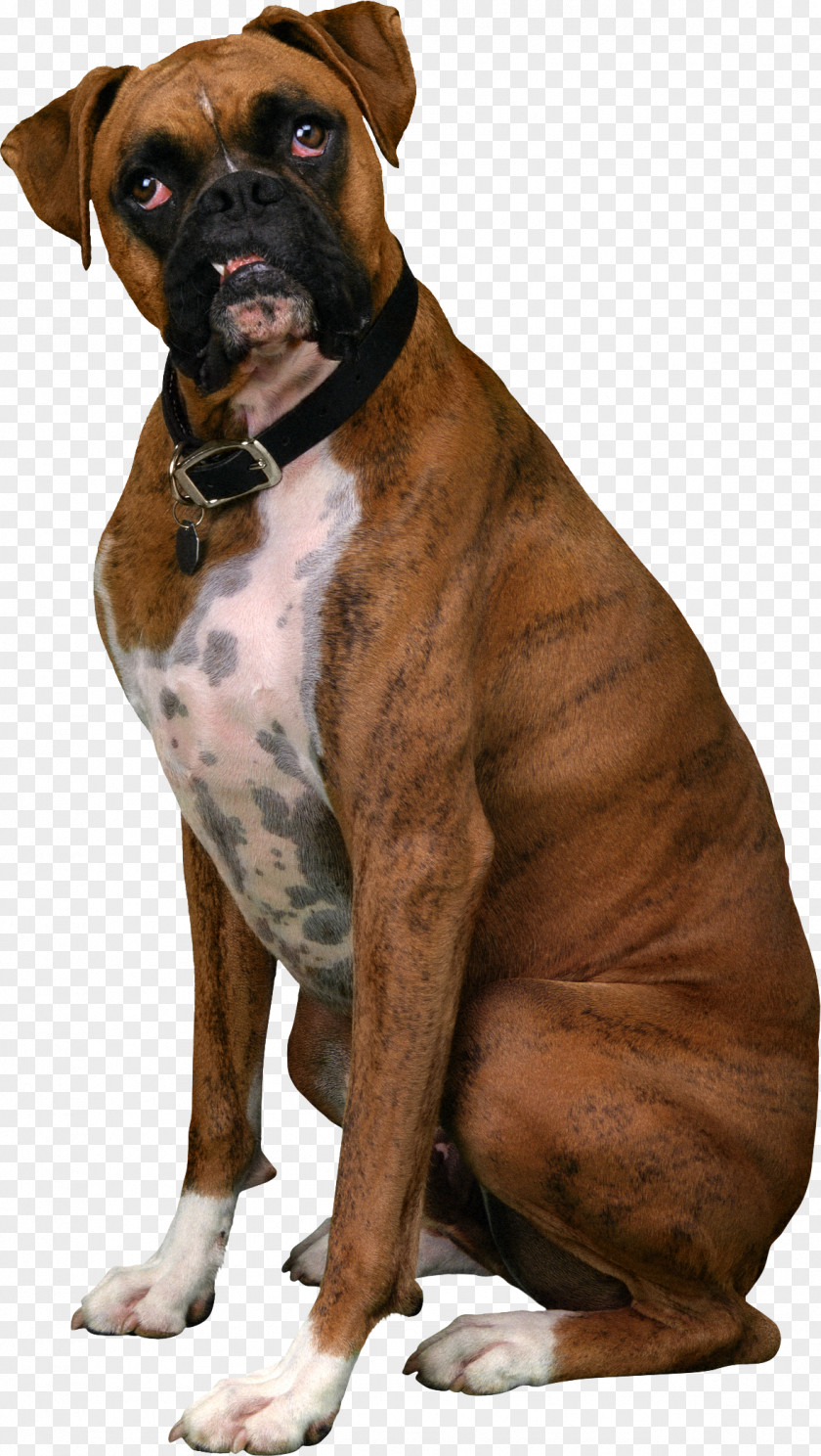 Dogs PNG clipart PNG