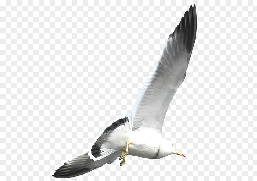 Flying Seagulls European Herring Gull Flight Bird Common PNG
