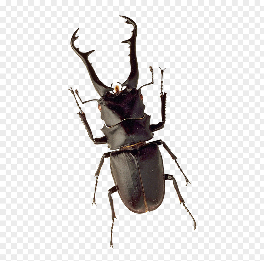 Insect Stag Beetle PNG