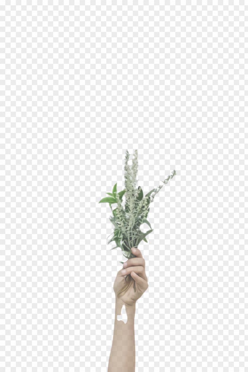 Plant Stem Herb White Flower Flowerpot Green PNG