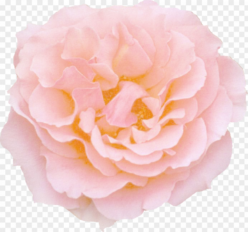 Rose Pink Flowers Color PNG