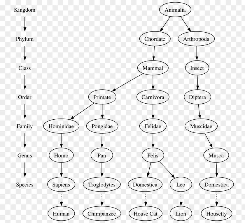 Soft Matter Tree Data Structure Algorithm Computer Science PNG