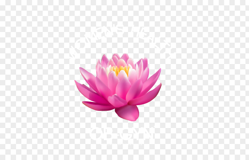 Water Lilies Stock Illustration Vector Graphics Sacred Lotus Image PNG