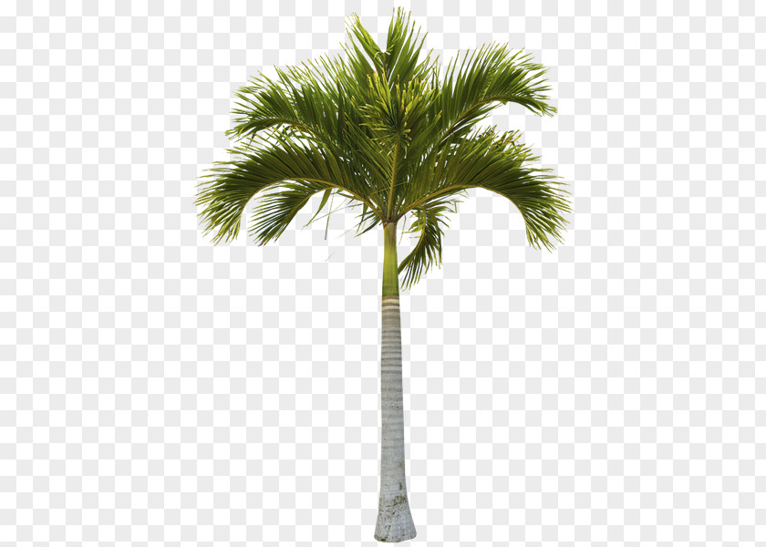 Coconut Arecaceae Tree Trunk Date Palm PNG