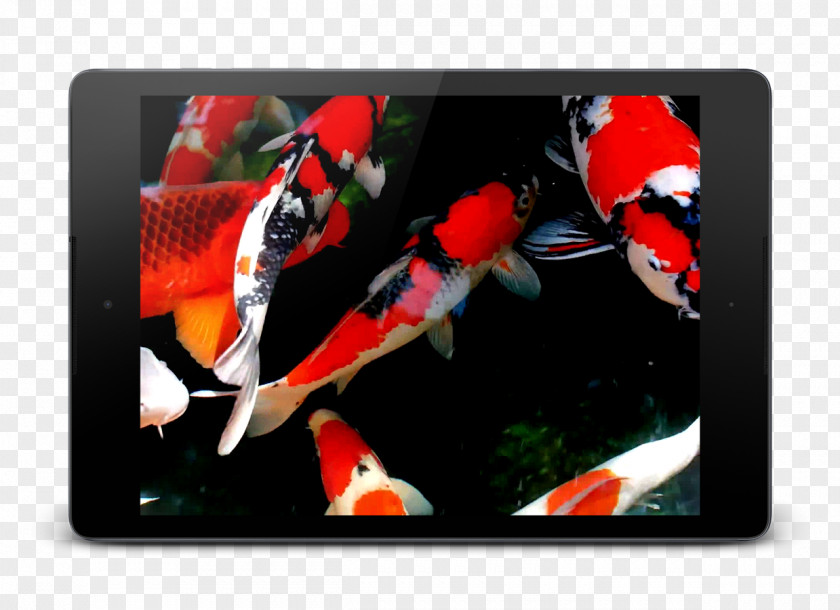 Koi Android Ice Cream Sandwich Wallpaper PNG
