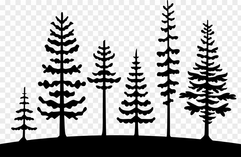 Norway Forest Step Tree Pine Clip Art Cedrus Libani Vector Graphics PNG