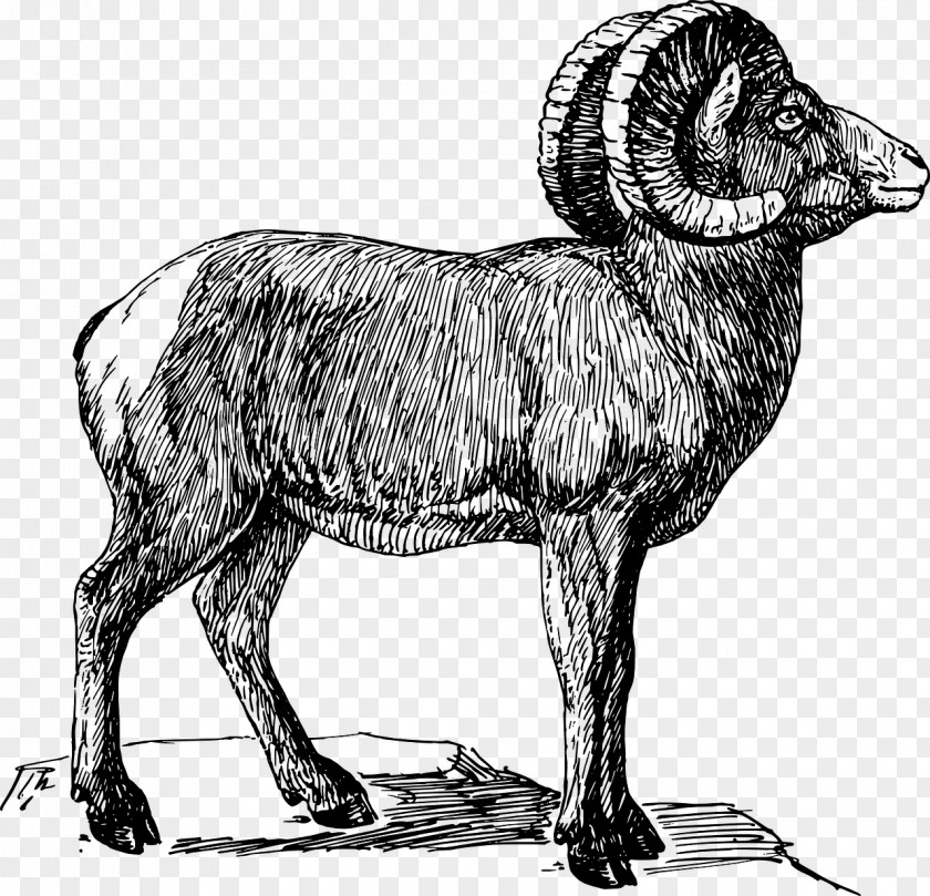 Sheep Bighorn Texas Longhorn Argali Dall PNG