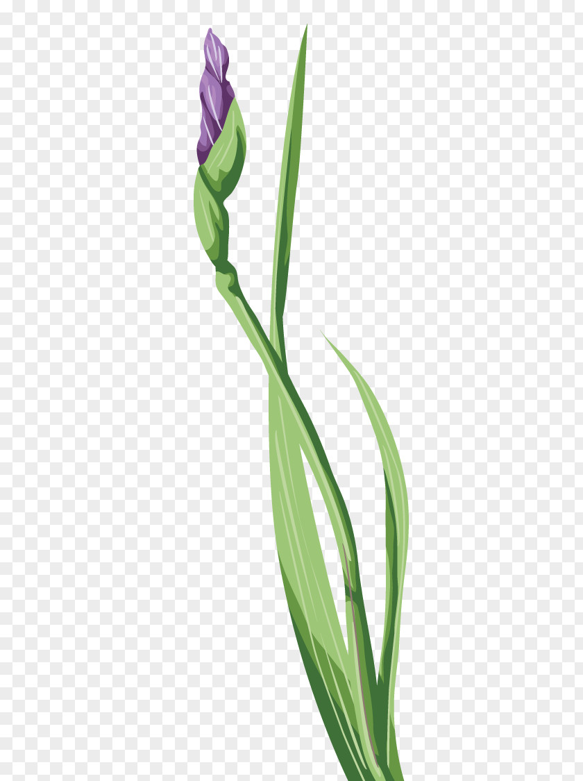 Tulip Irises Wall Iris Flower PNG