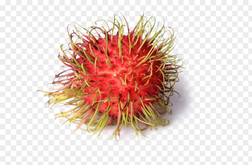 Free To Pull The Material Rambutan Image Nephelium Chryseum Fruit Lychee Eating PNG