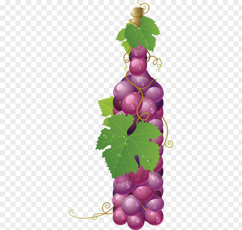 Frutas Common Grape Vine Wine Juice PNG