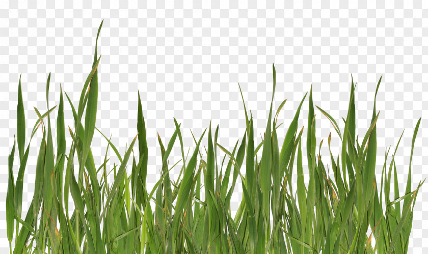 Grass Image Green Picture Grasses Lawn PNG