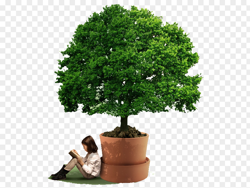 Tree Willow Oak Drawing PNG
