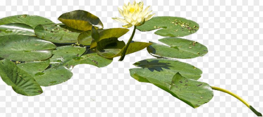 Water Lilies Clip Art Adobe Photoshop Psd PNG