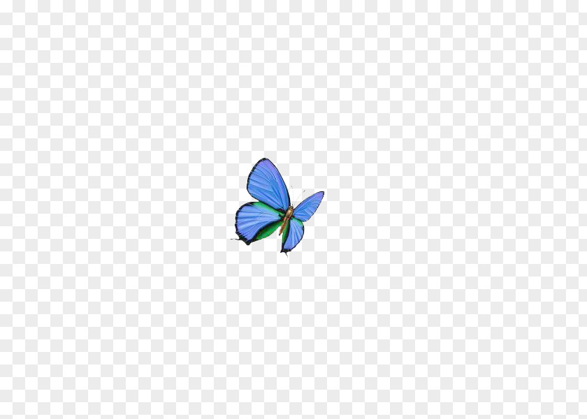 Blue Butterfly Wallpaper PNG