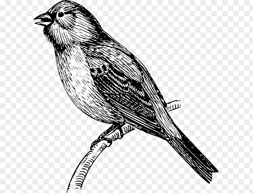Feather Wings Bird Sparrow Bunting Clip Art PNG