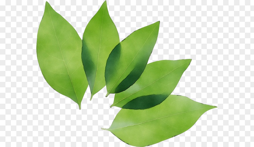 Leaf Plant Green Flower Tree PNG