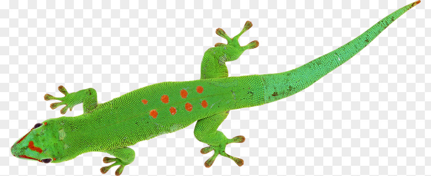 Lizard Gecko Chameleons Reptile PNG