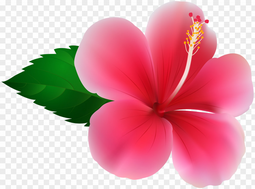 Pink Hibiscus Clip Art Image PNG