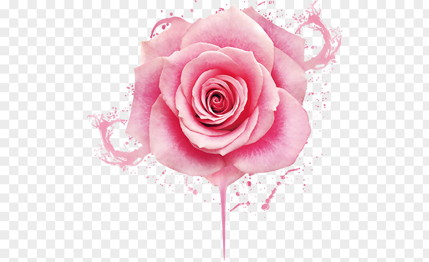 Rose Decoration Image Beach Pink Design Nail PNG