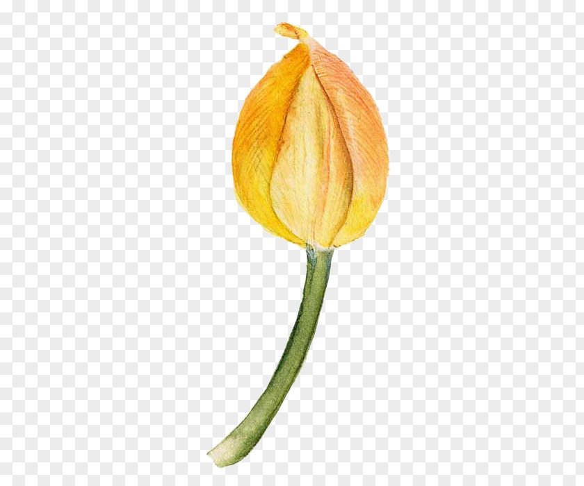 Yellow Tulip Painted Flower PNG