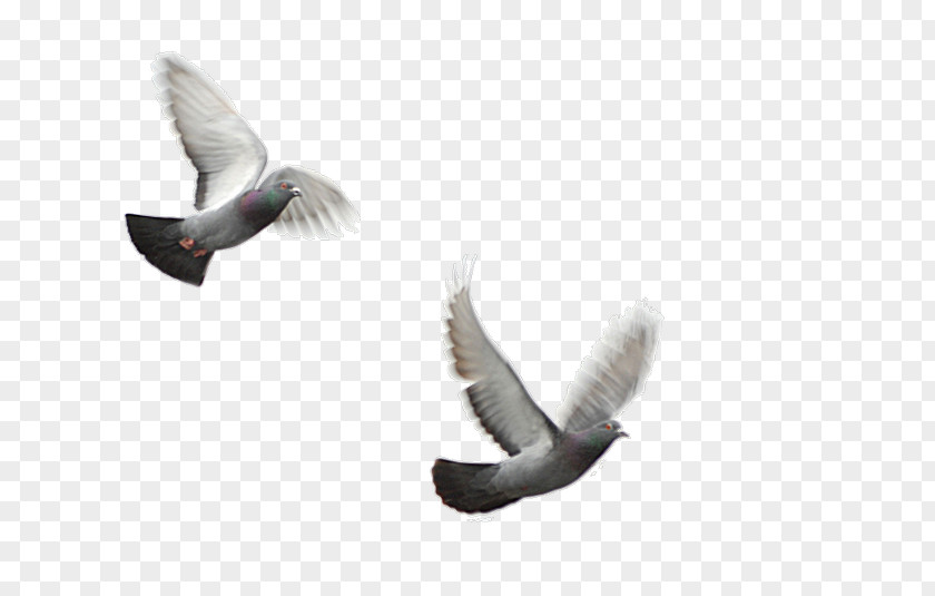 Bird Hem Gez Oku Information PNG