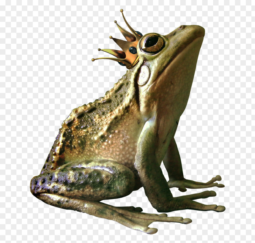 Frog Prince American Bullfrog Crown PNG