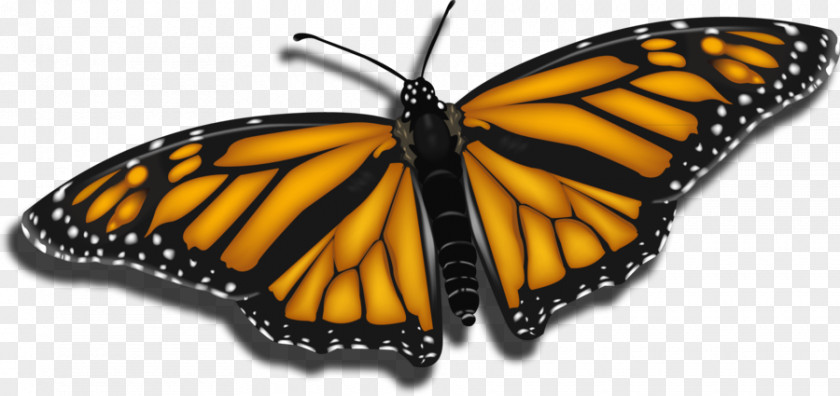 Gradient Mesh Monarch Butterfly Pieridae Clip Art Insect PNG