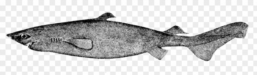 Isurus Oxyrinchus Squaliform Sharks Portuguese Dogfish Dusky Smooth-hound Black Spiny PNG